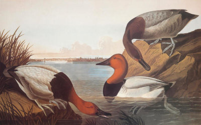 John James Audubon - Canvas-Backed Duck