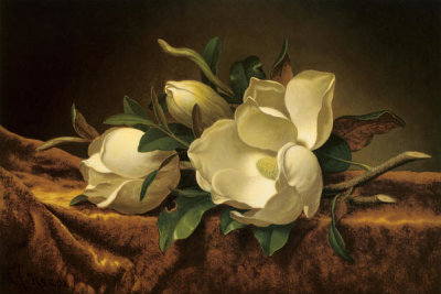 Martin Johnson Heade - Magnolia On Gold Velvet Cloth