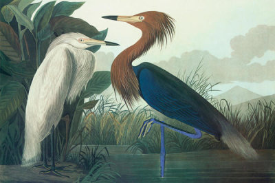 John James Audubon - Purple Heron