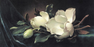 Martin Johnson Heade - Magnolia Blossom On Blue Velvet