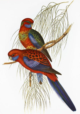 Aaron Ashley - Platycercus Pennantii