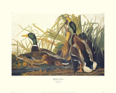 John James Audubon - Mallard Duck (decorative border)