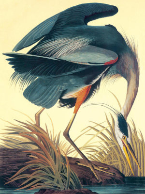 John James Audubon - Great Blue Heron