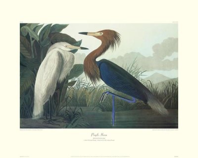 John James Audubon - Purple Heron (decorative border)