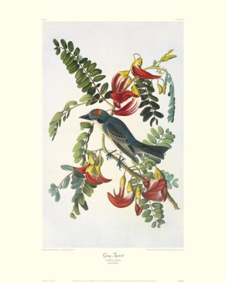 John James Audubon - Gray Tyrant (decorative border)