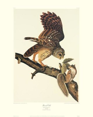 John James Audubon - Barred Owl (decorative border)