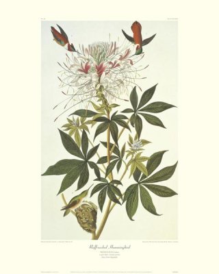 John James Audubon - Ruff-Necked Hummingbird (decorative border)