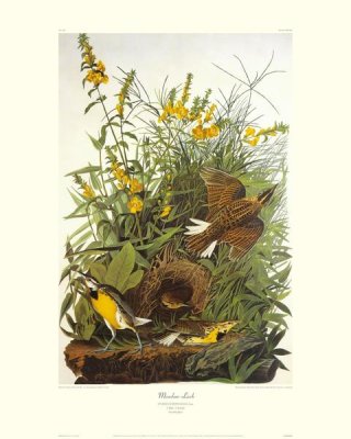 John James Audubon - Meadow Lark (decorative border)