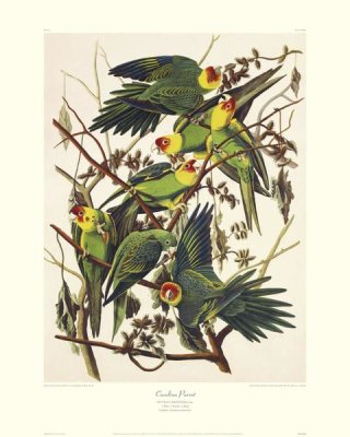 John James Audubon - Carolina Parrot (decorative border)