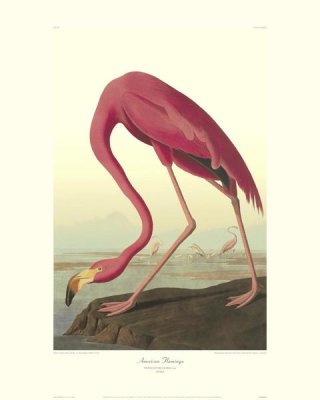 John James Audubon - American Flamingo (decorative border)