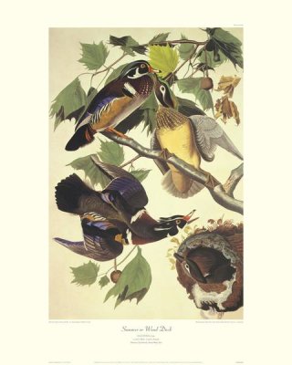 John James Audubon - Summer Or Wood Duck (decorative border)