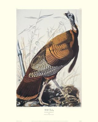 John James Audubon - Wild Turkey (decorative border)