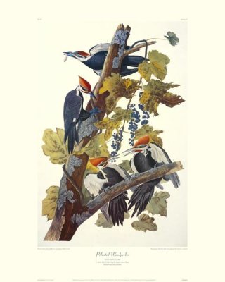 John James Audubon - Pileated Woodpecker (decorative border)