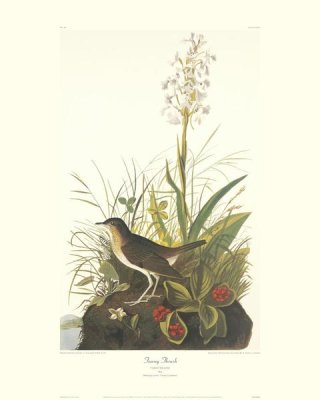 John James Audubon - Tawny Thrush (decorative border)