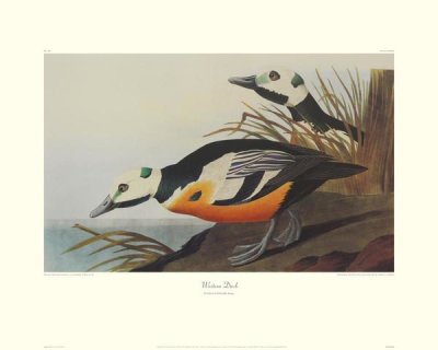 John James Audubon - Western Duck (decorative border)
