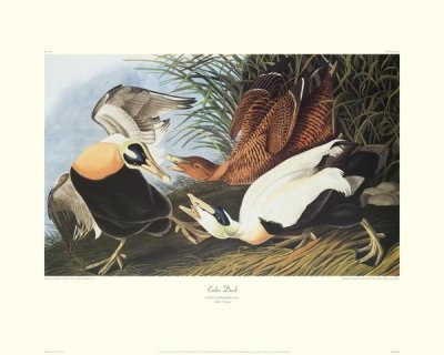 John James Audubon - Eider Duck (decorative border)