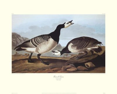 John James Audubon - Barnacle Goose (decorative border)