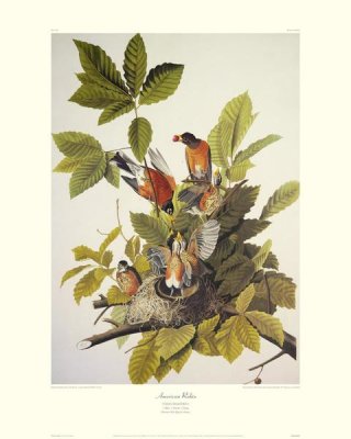John James Audubon - American Robin (decorative border)