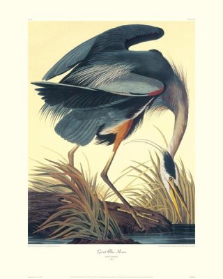 John James Audubon - Great Blue Heron (decorative border)