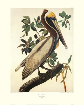John James Audubon - Brown Pelican (decorative border)