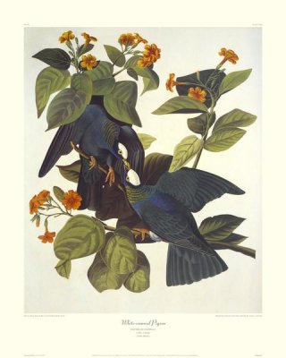 John James Audubon - White-Crowned Pigeon (decorative border)