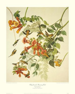 John James Audubon - Ruby-Throated Hummingbird (decorative border)