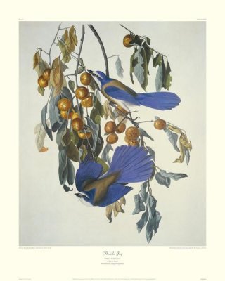 John James Audubon - Florida Jay (decorative border)