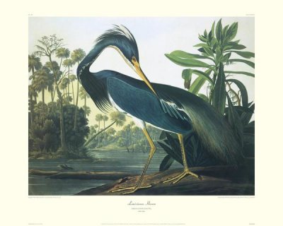John James Audubon - Louisiana Heron (decorative border)