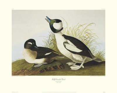 John James Audubon - Buffel-Headed Duck (decorative border)