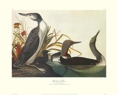 John James Audubon - Red-Throated Diver (decorative border)