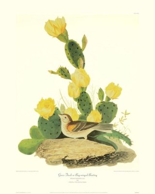 John James Audubon - Grass Finch Or Bay-Winged Bunting (decorative border)