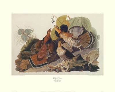 John James Audubon - Ruffed Grouse (decorative border)