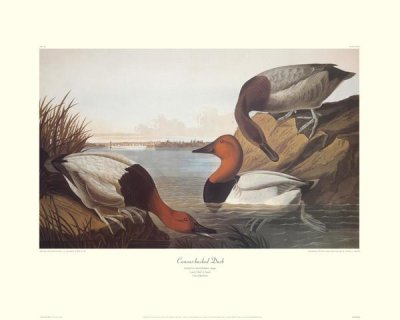 John James Audubon - Canvas-Backed Duck (decorative border)