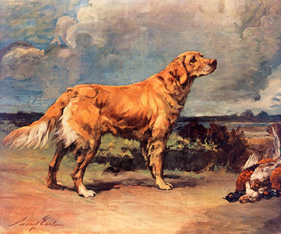 Maud Earl - Golden Retriever