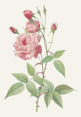 Pierre Redoute - Rosa Indica Vulgaris