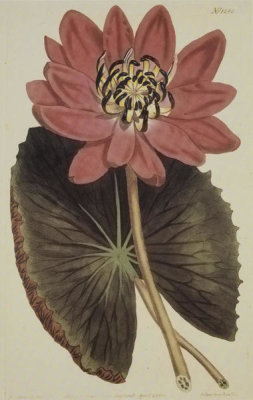 Robert Sweet - Wonderous Water Lily