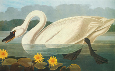 John James Audubon - Common American Swan