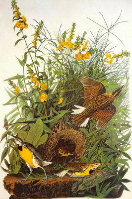 John James Audubon - Meadow Lark