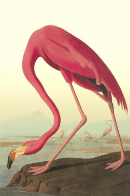 John James Audubon - American Flamingo