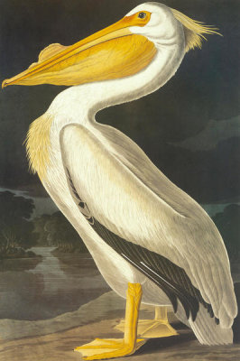 John James Audubon - American White Pelican