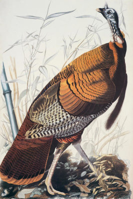 John James Audubon - Wild Turkey