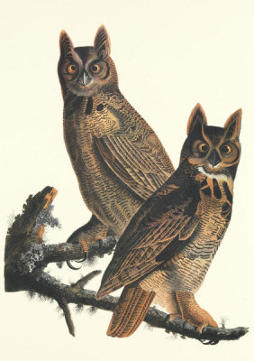 John James Audubon - Great Horned Owl