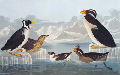 John James Audubon - Black-throated Guillemot and Nobbed-billed Auk