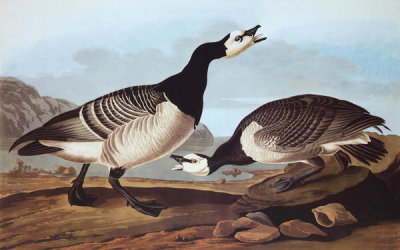John James Audubon - Barnacle Goose