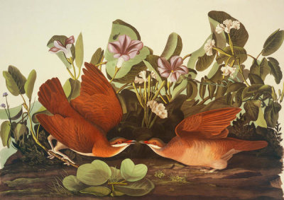 John James Audubon - Key-West Dove