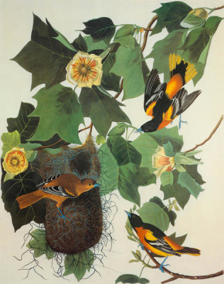 John James Audubon - Baltimore Oriole