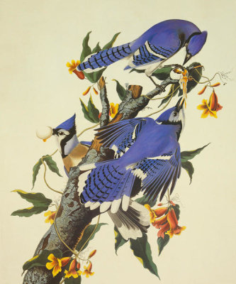 John James Audubon - Blue Jay