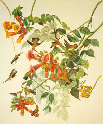 John James Audubon - Ruby-Throated Hummingbird