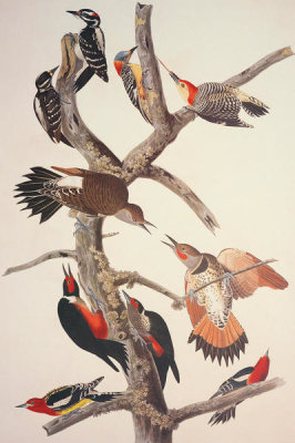 John James Audubon - Hairy Woodpecker