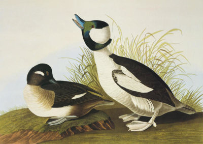 John James Audubon - Buffel-Headed Duck